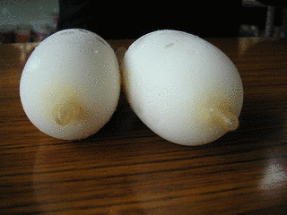 おっぱいアイスの画像