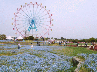 海の中道海浜公園の画像