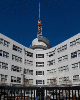 関東上流江戸桜の画像