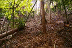 阿寺城の画像