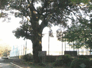 駒野城の画像