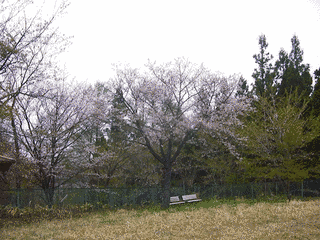 小軽米城の画像