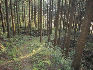 沢村城の画像