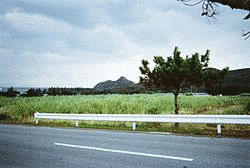 伊是名城の画像