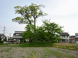 井川館の画像