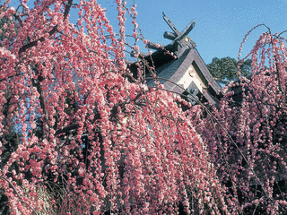 結城神社の画像