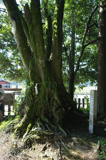 九手神社の画像