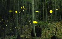 水尾神社の画像