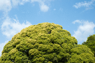多気十二柱神社の画像
