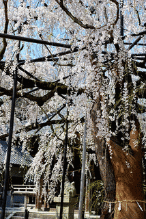 野依八幡社の画像