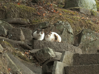 唐沢山神社の画像