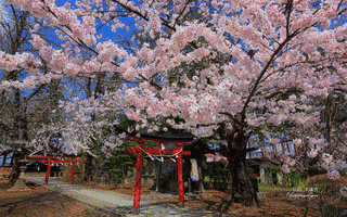 弘前天満宮の画像