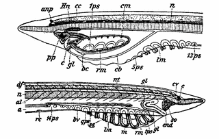 内田清之助の画像