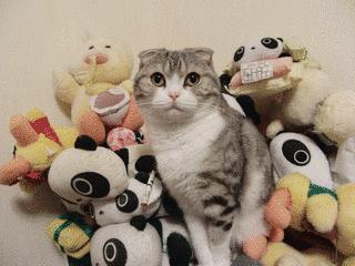 ふくたんの画像