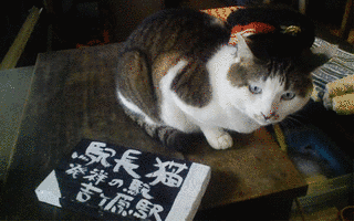 コトラの画像