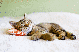 CAT NAPの画像