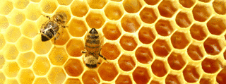 WILD & HONEYの画像