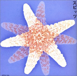 スピッツの画像