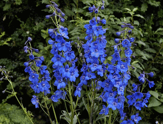 DELPHINIUMの画像