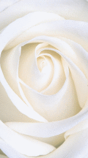 PURE WHITEの画像