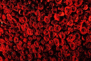 BED OF ROSESの画像