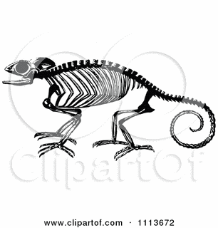 MONOCHROME CHAMELEONの画像