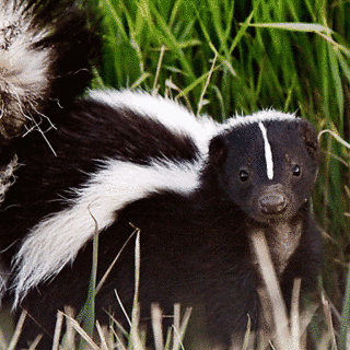 SKUNKの画像