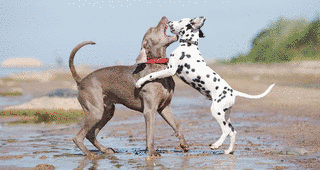 DOG FIGHT!の画像