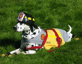 FIRE DOGの画像