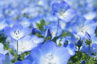 BABY BLUE EYESの画像
