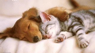 CATS AND DOGSの画像