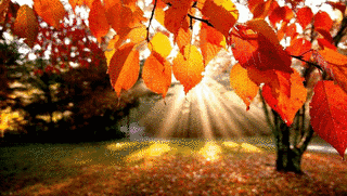 AUTUMN BREEZEの画像
