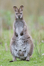 WALLABYの画像