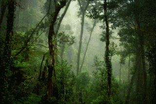 DEEP FORESTの画像