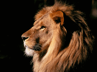 KING OF THE JUNGLEの画像