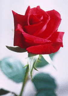 BEST FLOWERの画像