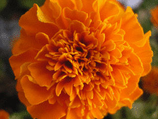 MARIGOLDの画像