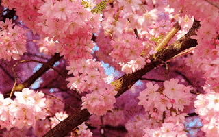 CHERRY BLOSSOMの画像