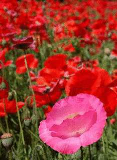PINK IN REDの画像
