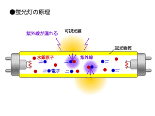 蛍光灯の虫の画像