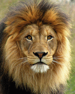 LIONの画像