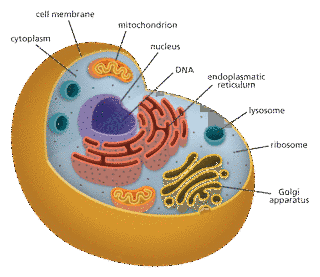 CELL.の画像