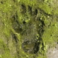 ザ・クロマニヨンズの画像