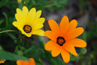 WILD FLOWERの画像