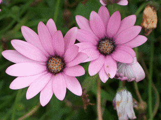 FLORAの画像