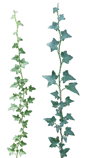 IVY;の画像