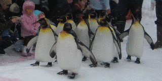 PENGIN WALKの画像