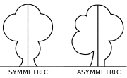 SYMMETRYの画像