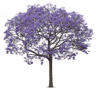 JACARANDAの画像