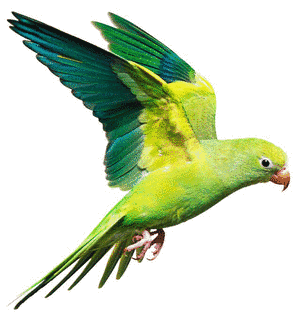 A BIRDの画像